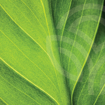 Clorofila líquida (Liquid Chlorophyll) NSP solución oral