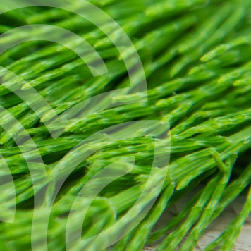 Complejo de cola de caballo y romero 100 cápsulas